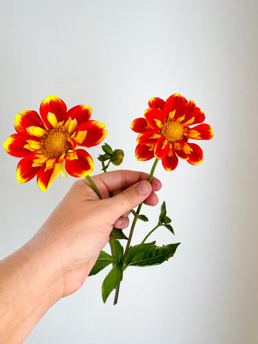 Dahlias Come in Many Colors