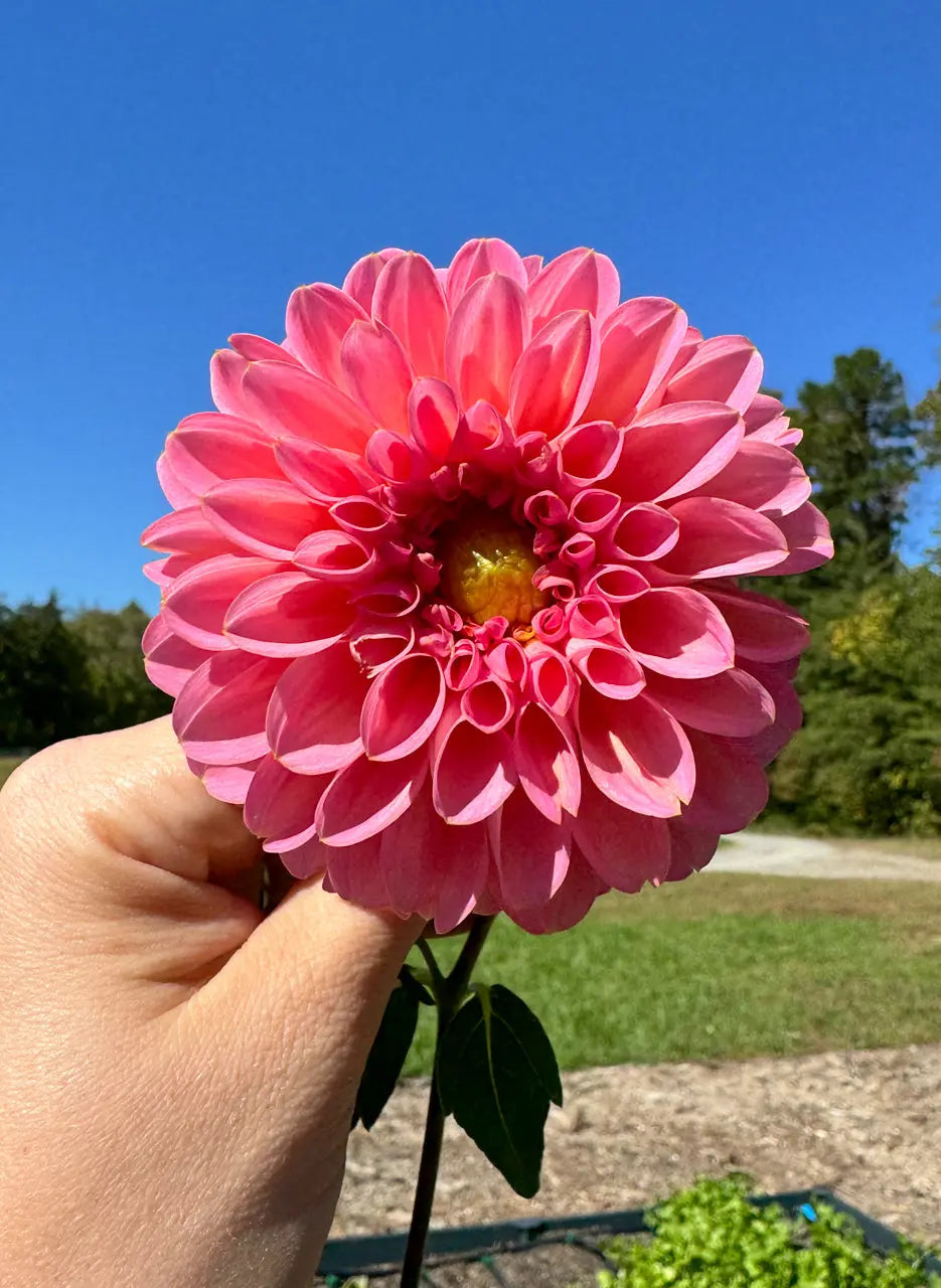 Linda's Baby Dahlia Tuber Bluebird Homestead