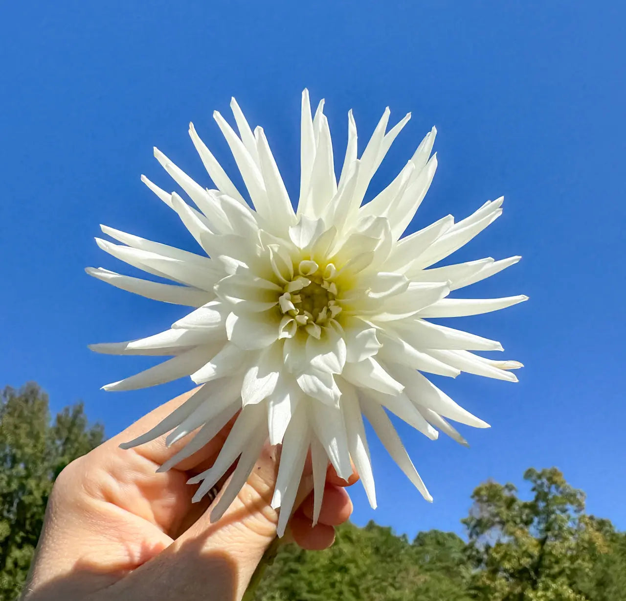 My Love Dahlia Tuber Bluebird Homestead