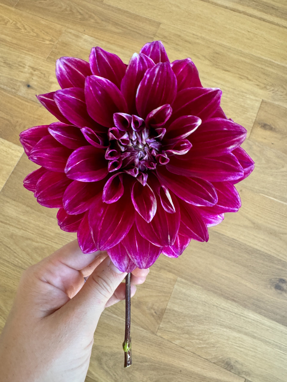 Uncle B Dahlia Tuber Bluebird Homestead