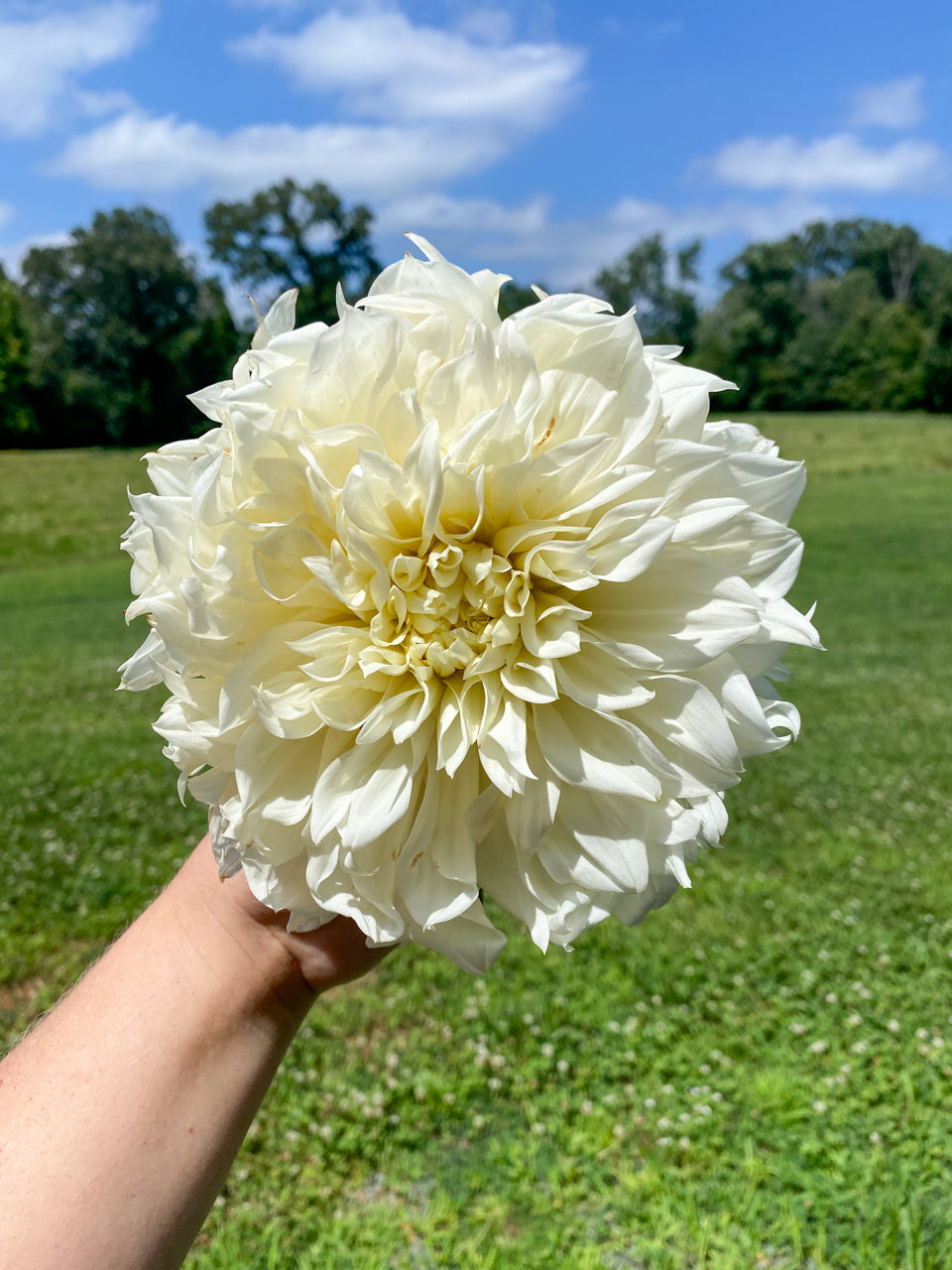 Mystery Dahlia Tuber Bluebird Homestead