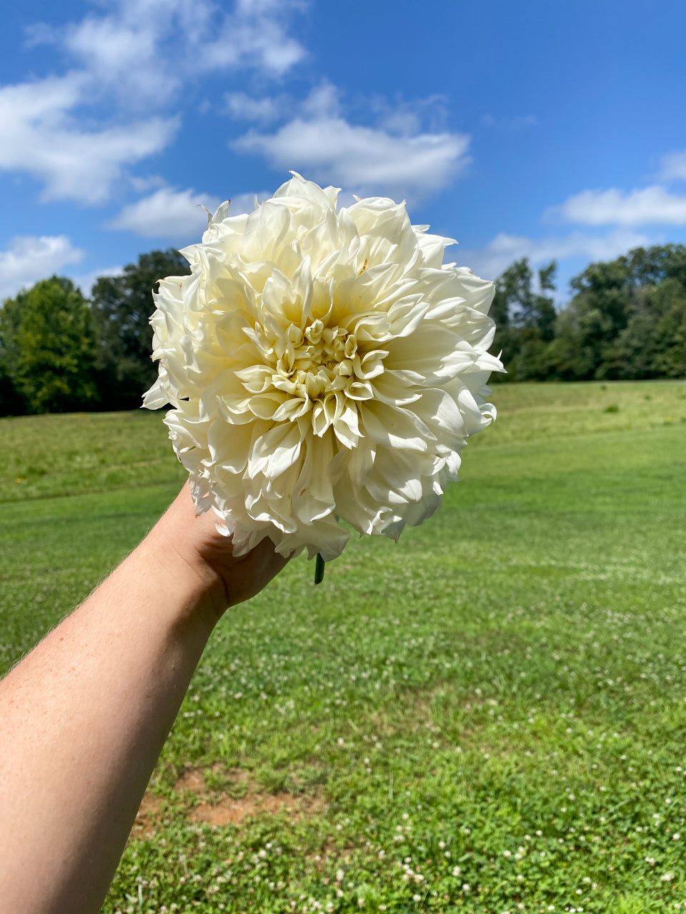 White Perfection Dinnerplate Dahlia Tuber Bluebird Homestead