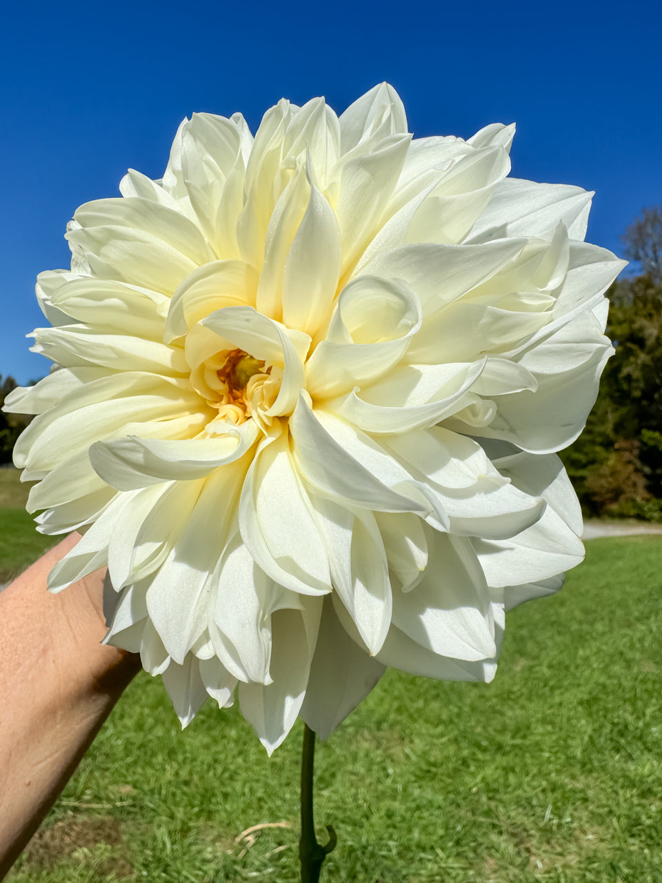 White Perfection Dinnerplate Dahlia Tuber Bluebird Homestead