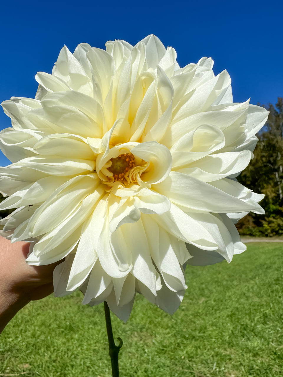 White Perfection Dinnerplate Dahlia Tuber Bluebird Homestead