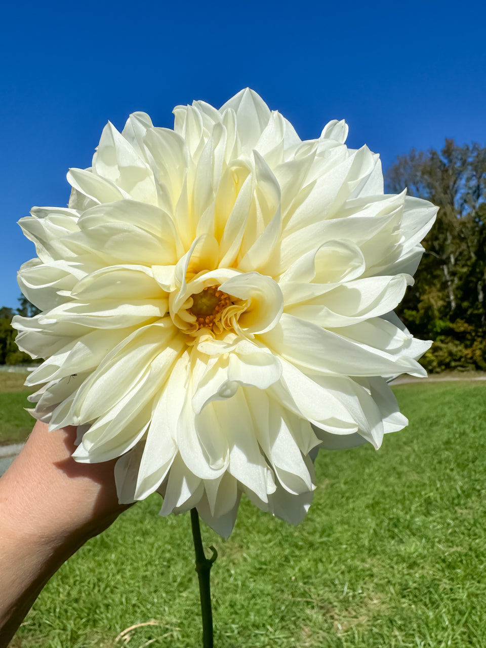 White Perfection Dinnerplate Dahlia Tuber Bluebird Homestead