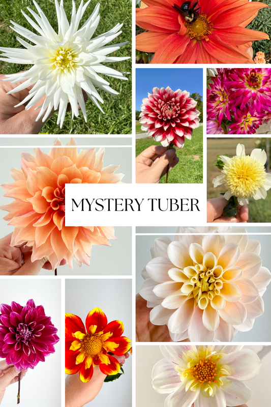 Mystery Dahlia Tuber Bluebird Homestead