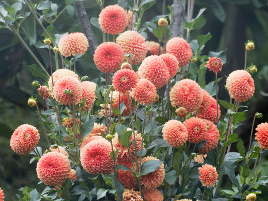 Mystery Dahlia Tuber Bluebird Homestead