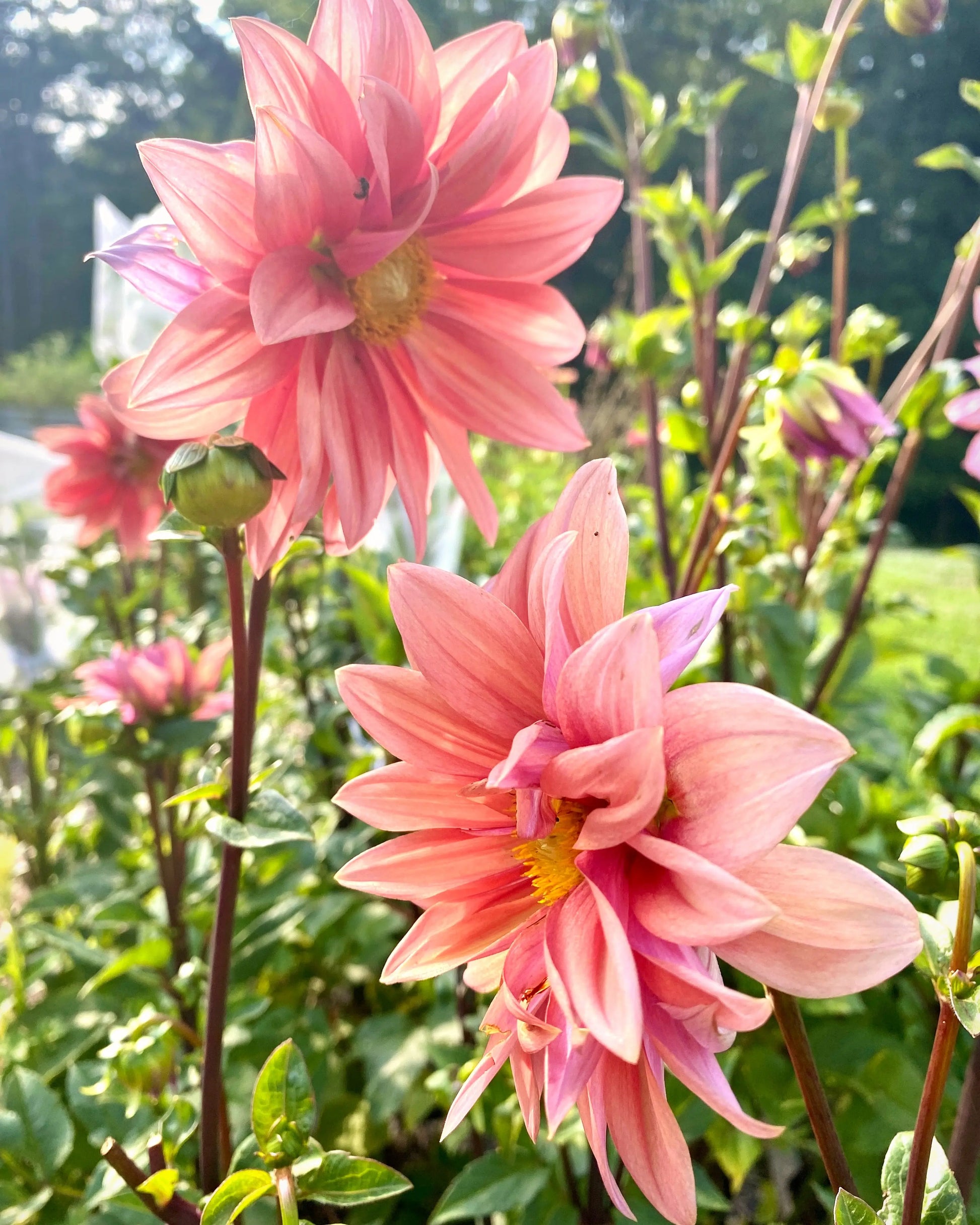 Mary Dahlia Tuber Bluebird Homestead