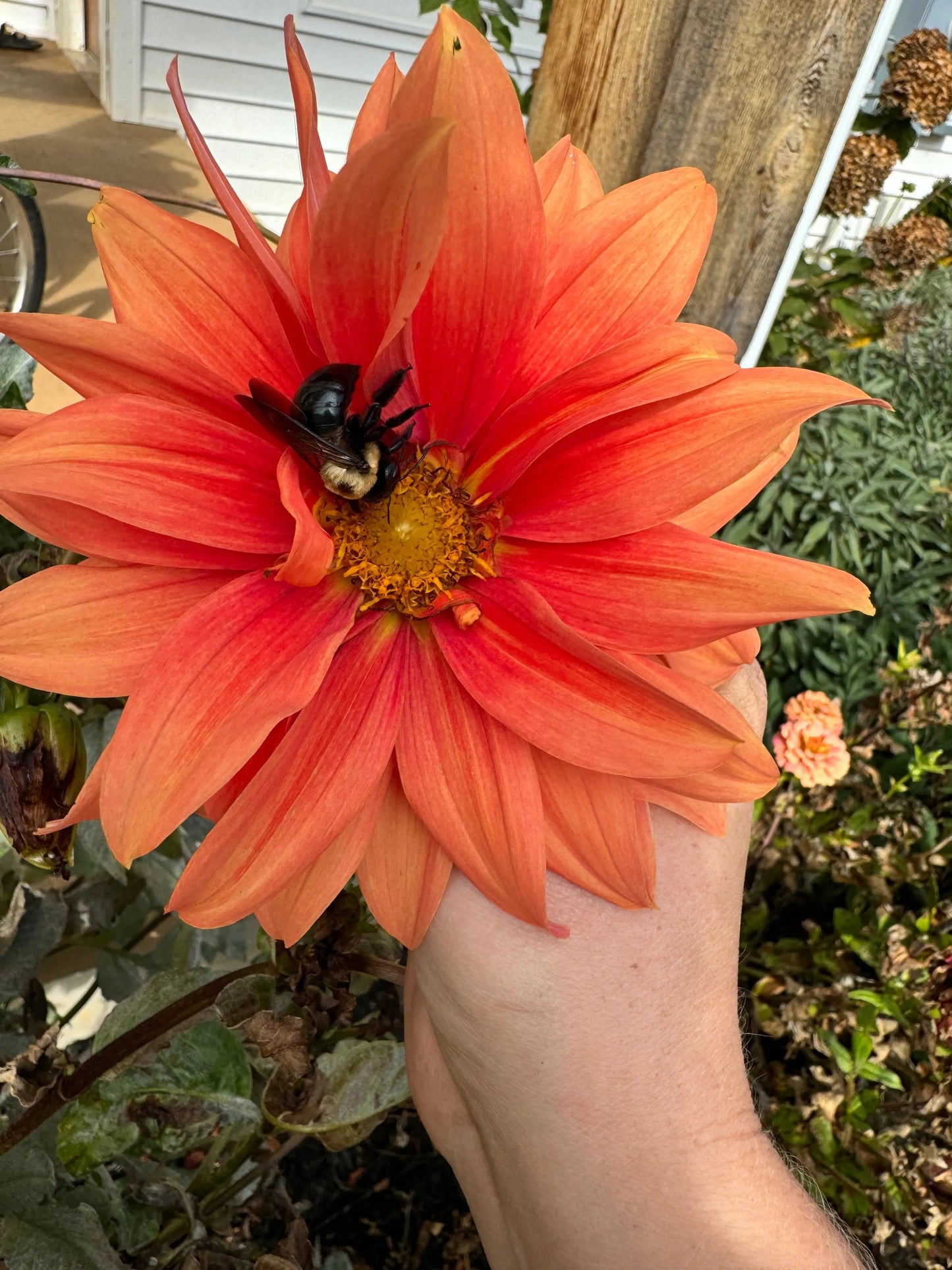 Mystery Dahlia Tuber Bluebird Homestead