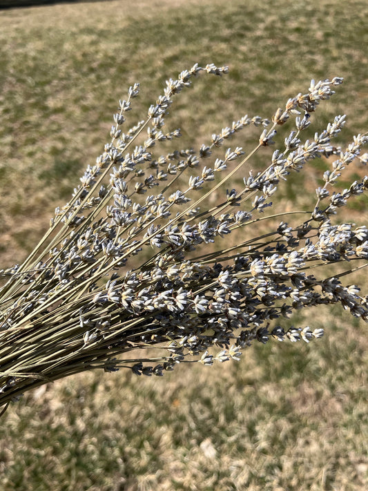 Dried Lavender Bundle Bluebird Homestead