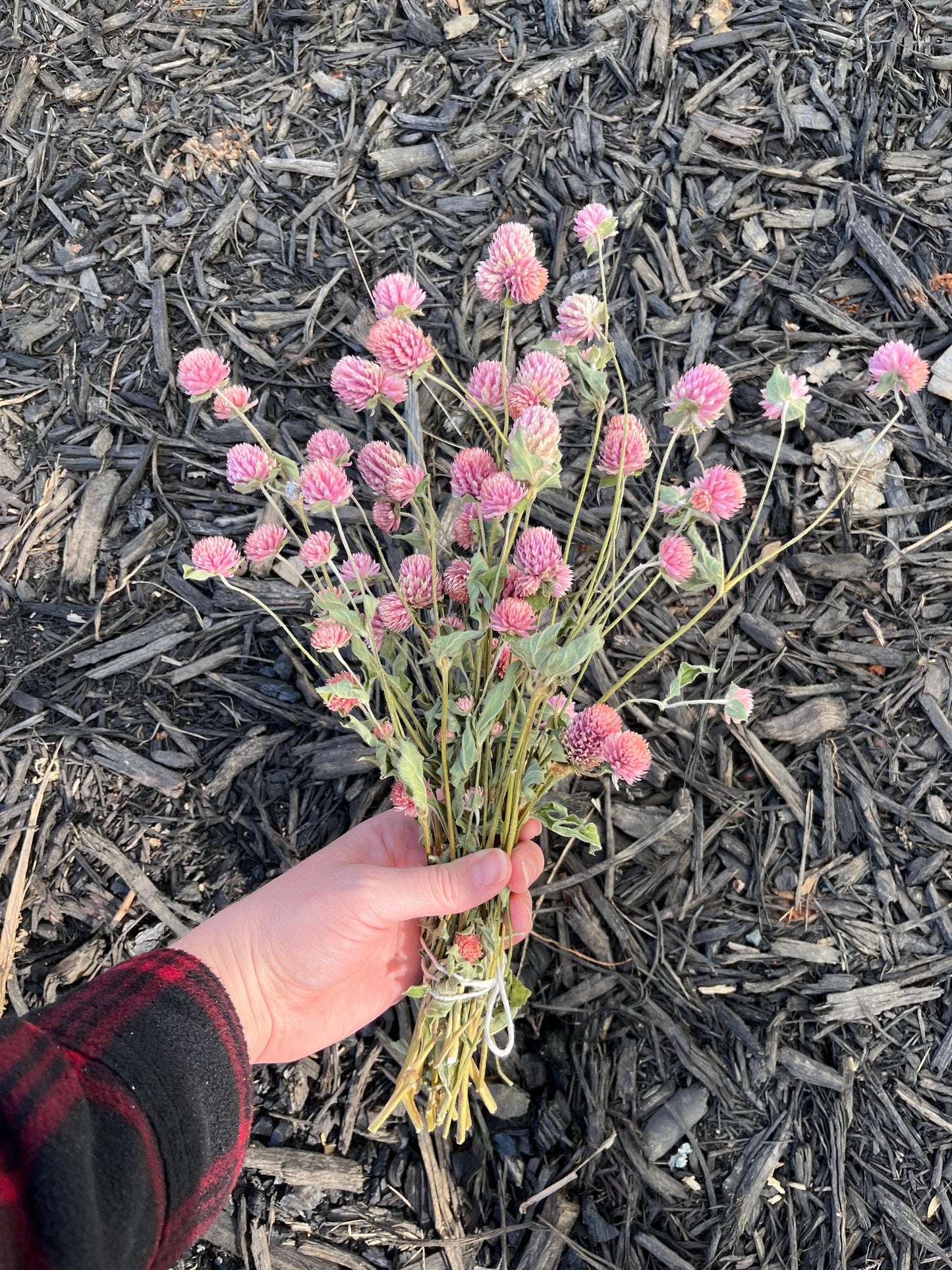 Dried Pink Gomphrena Bluebird Homestead