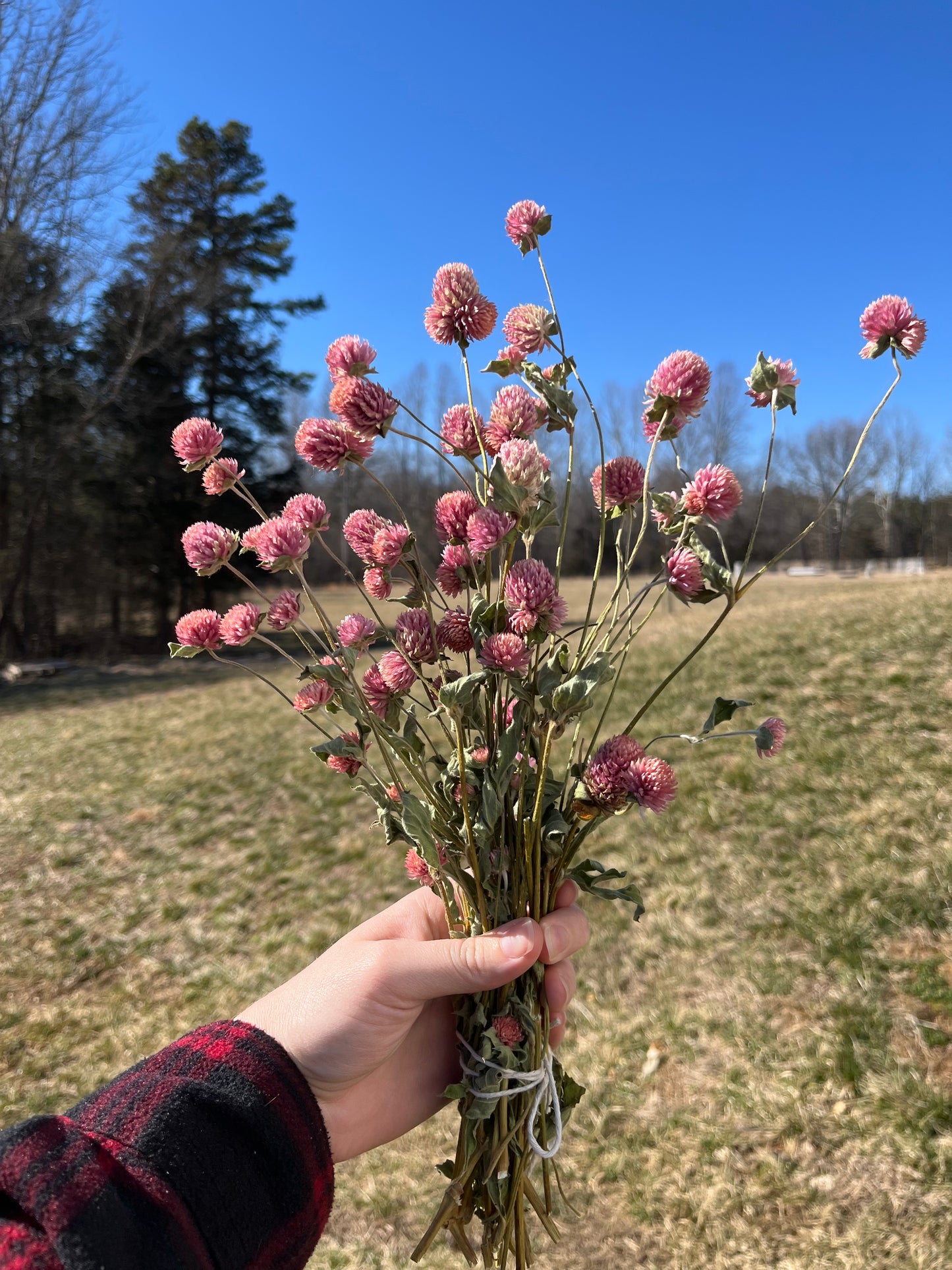 Dried Pink Gomphrena Bluebird Homestead