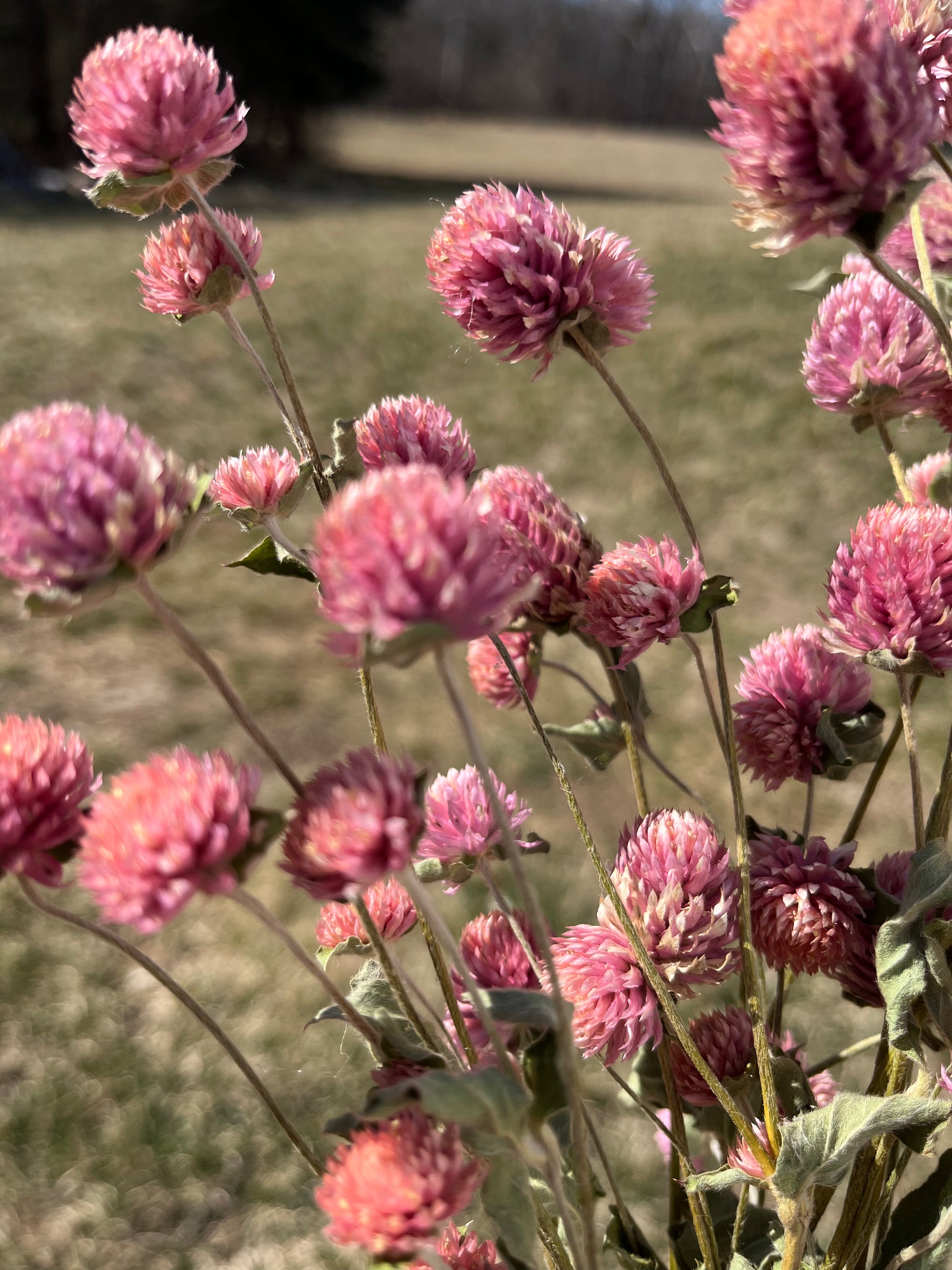 Dried Pink Gomphrena Bluebird Homestead