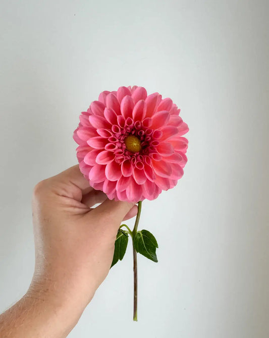 Linda's Baby Dahlia Tuber Bluebird Homestead