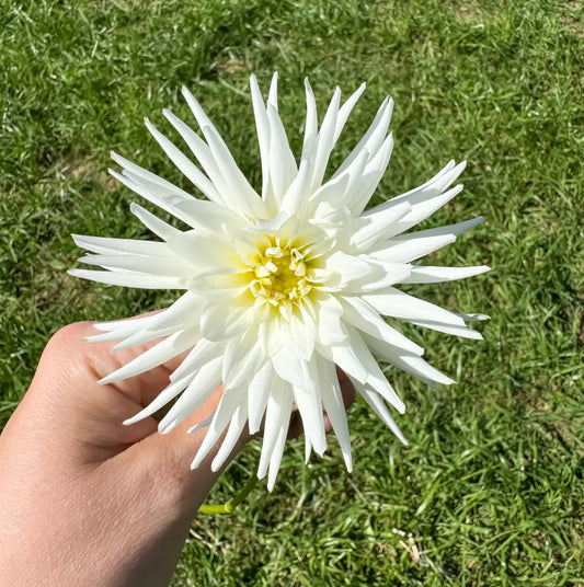 Mystery Dahlia Tuber Bluebird Homestead