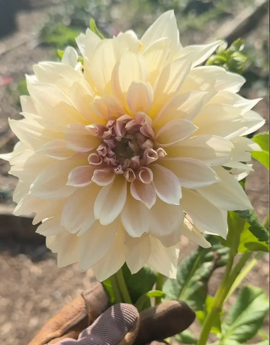 Cafe Au Lait Dahlia Tuber Bluebird Homestead