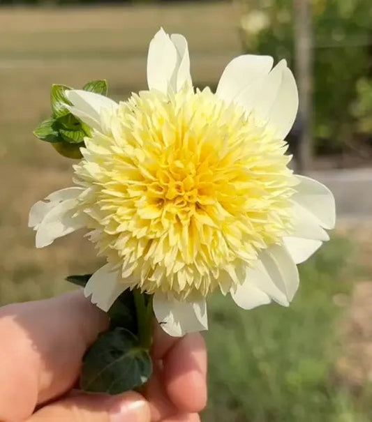 Mystery Dahlia Tuber Bluebird Homestead