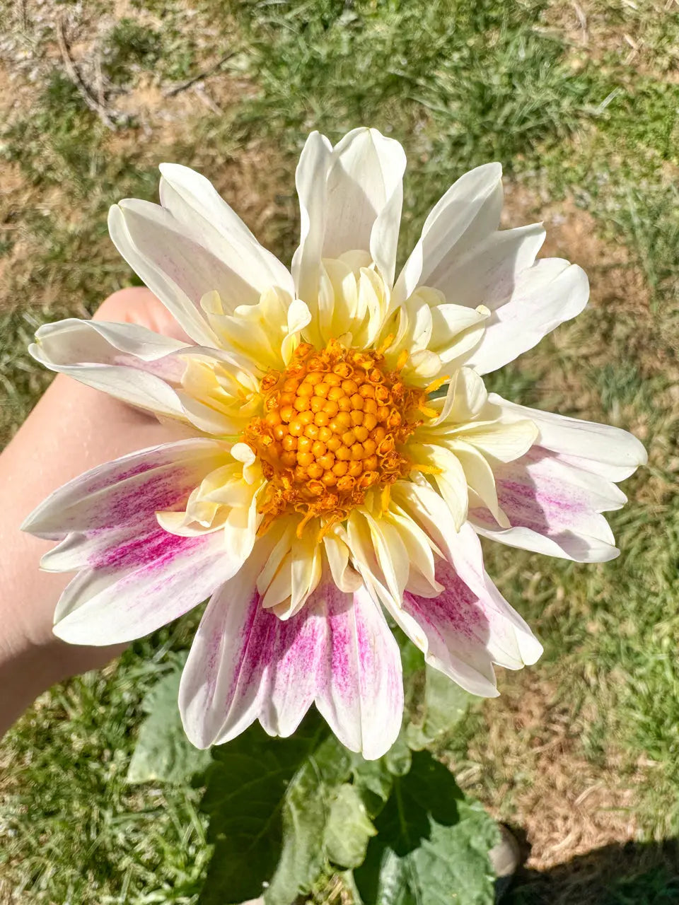 Teesbrooke Audrey Collarette Dahlia Tuber Bluebird Homestead