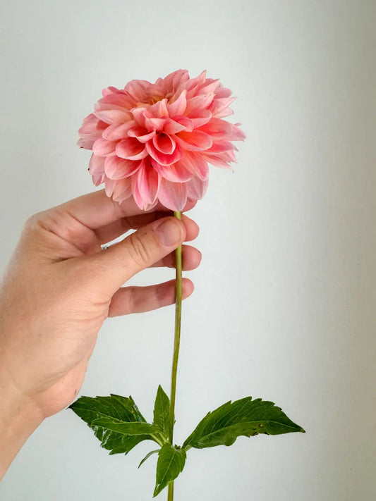 Mystery Dahlia Tuber Bluebird Homestead