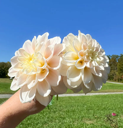 Sweet Nathalie Dahlia Tuber Bluebird Homestead