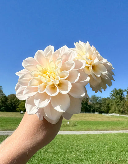 Sweet Nathalie Dahlia Tuber Bluebird Homestead