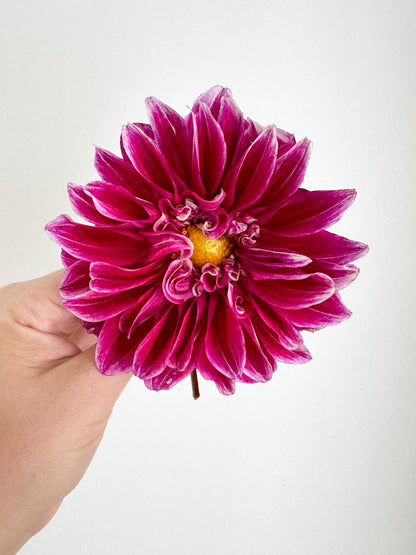 Uncle B Dahlia Tuber Bluebird Homestead