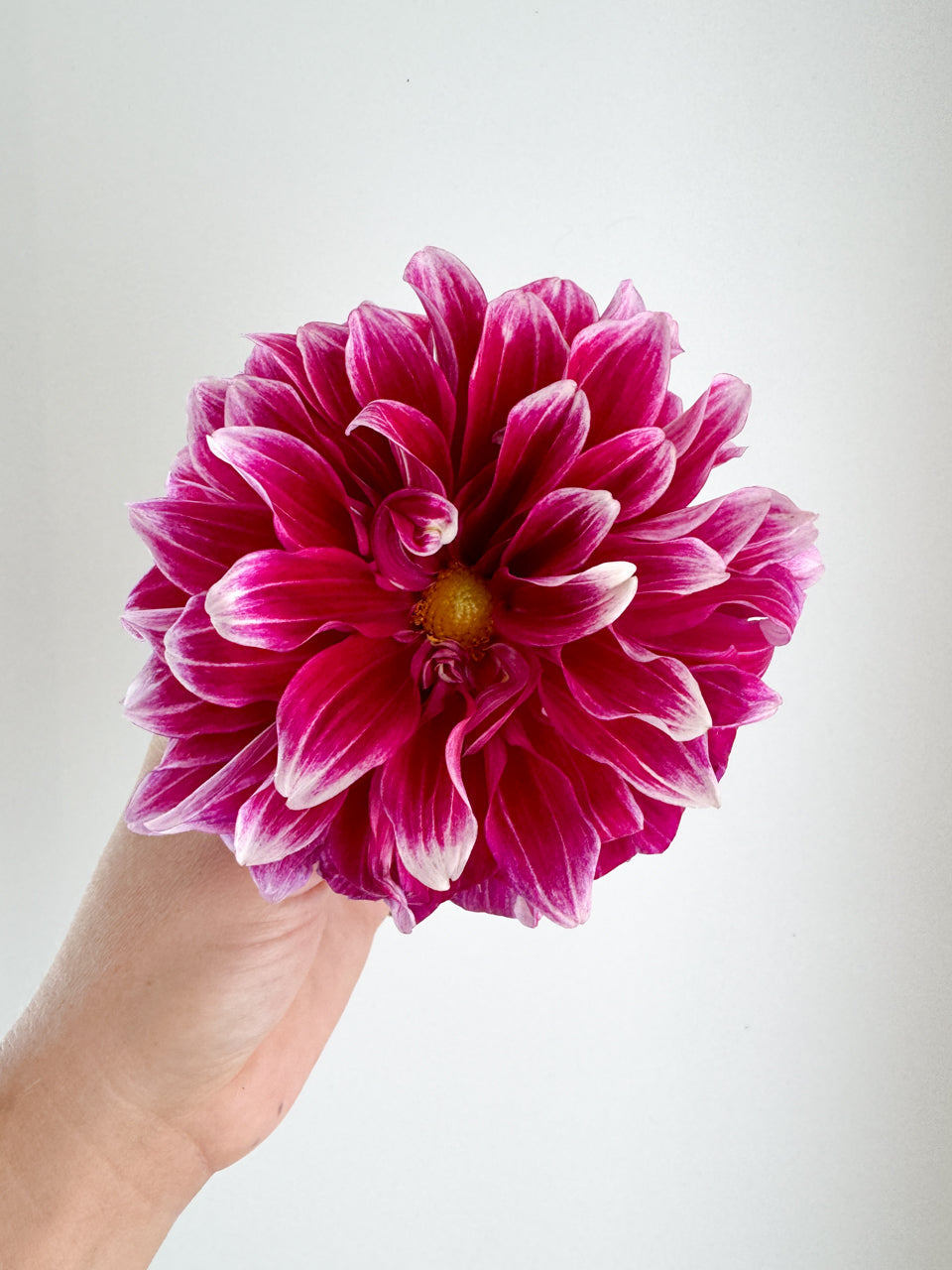 Uncle B Dahlia Tuber Bluebird Homestead