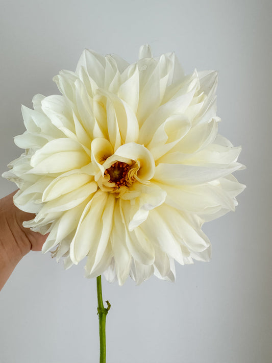 White Perfection Dinnerplate Dahlia Tuber Bluebird Homestead