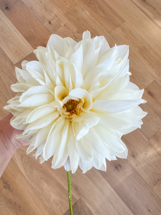 White Perfection Dinnerplate Dahlia Tuber Bluebird Homestead