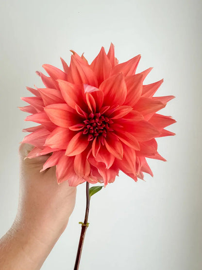 Labyrinth Dahlia Tuber Bluebird Homestead