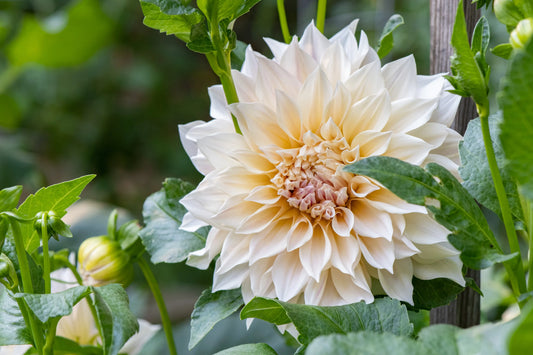 Cafe Au Lait Dahlia Tuber Bluebird Homestead