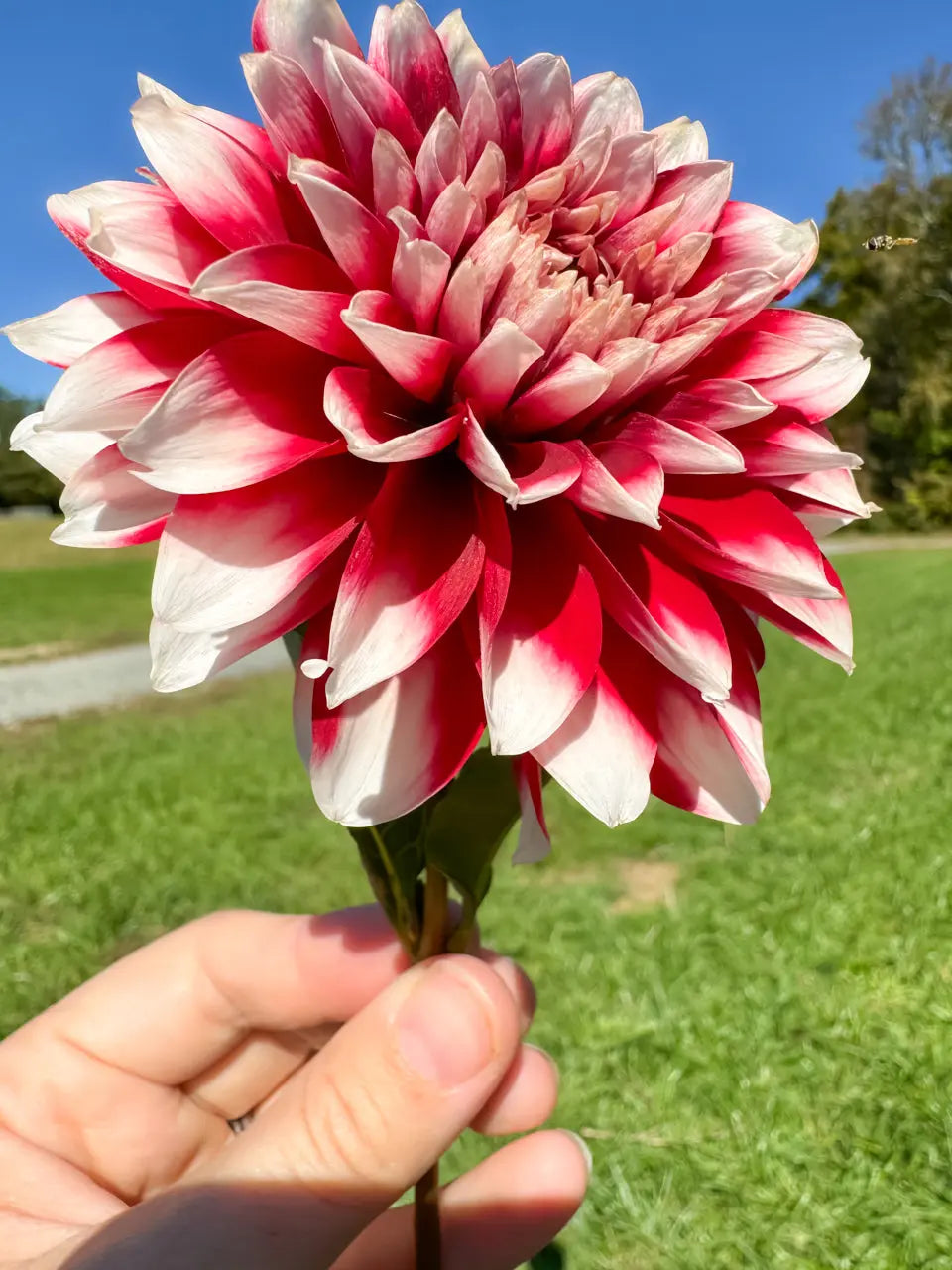 Duet Dahlia Tuber Bluebird Homestead