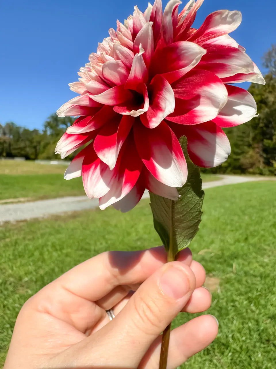 Duet Dahlia Tuber Bluebird Homestead