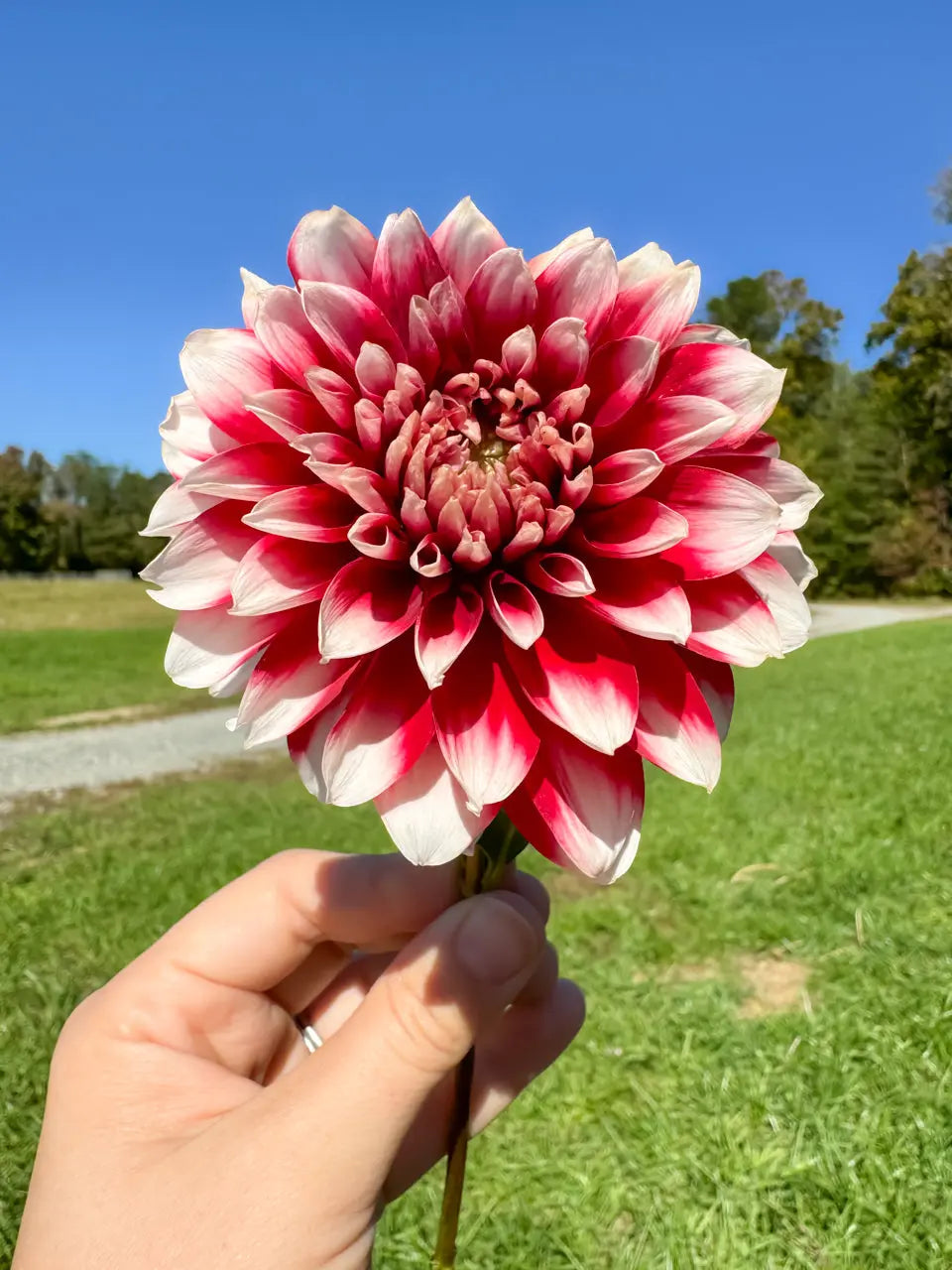 Duet Dahlia Tuber Bluebird Homestead