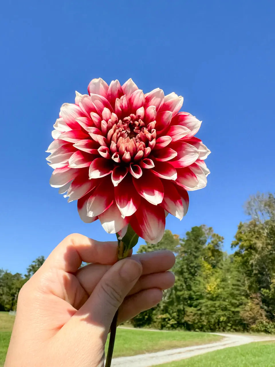 Duet Dahlia Tuber Bluebird Homestead