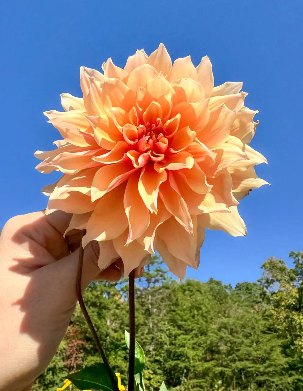 Labyrinth Dahlia Tuber Bluebird Homestead