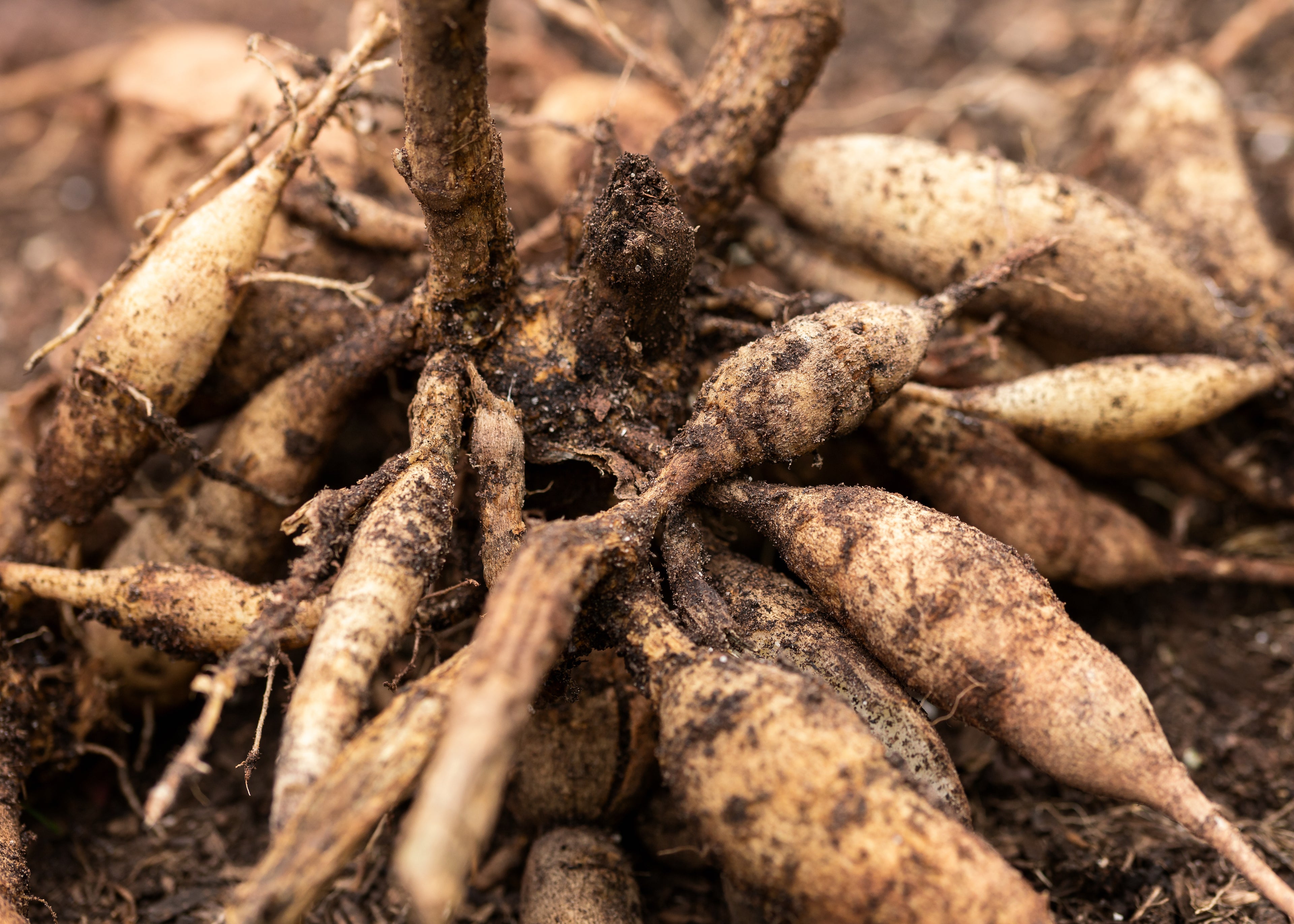 Load video: Dividing Dahlia Tubers